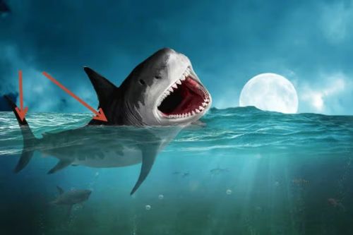 آموزش طراحی صحنه شکار کوسه در فتوشاپ